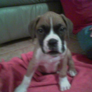 Rocky!