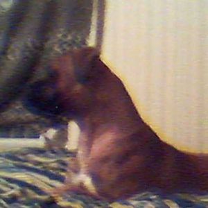 Regal Rayna