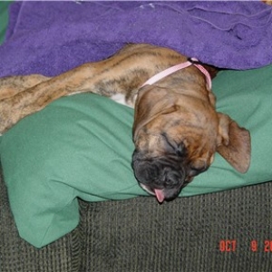 tired puppy