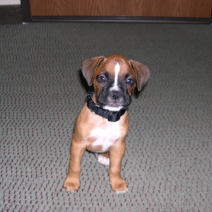 Puppy