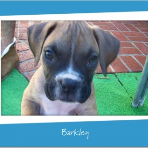 Barkley - Day 2 home