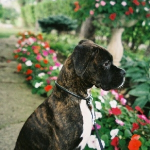 Rocco relaxing on the Impatient Path