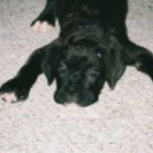 September 10th Rocco @ 10 Weeks