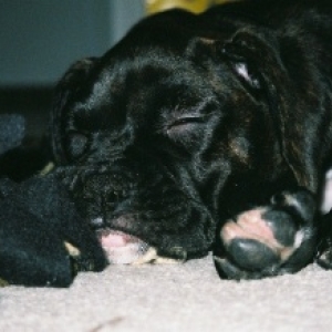 September 10th Rocco @ 10 Weeks