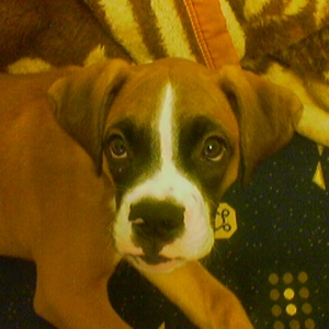 3 months old