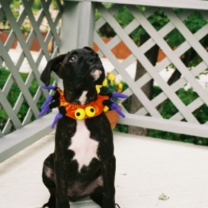 Halloween 2005