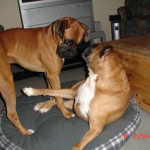 Diesel and Selma playing