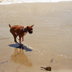 Beach Boy Lukas