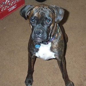 Bruno bear