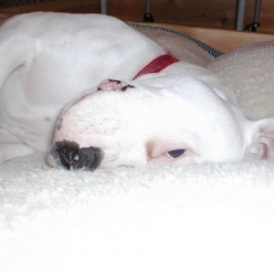 MY SADIE