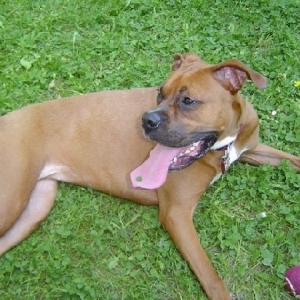 Madison laying in grass