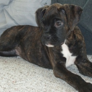 Rocco at 10 weeks