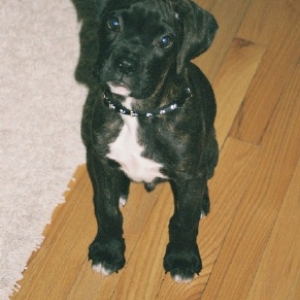 Rocco at 11 Weeks