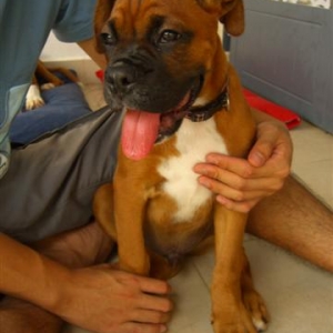 3.5 mths old fawn boxer