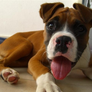 3.5 mths old fawn boxer