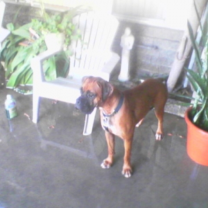 roxy and blue