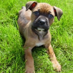 Greta - 8 weeks old