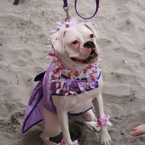 Hawaii Girl