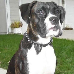 gracie a month before we adopted her, October 2004