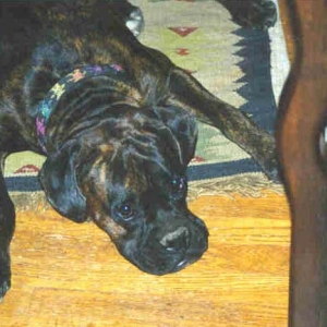 flat dog!