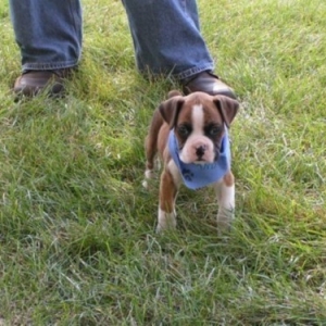 Duke at 8 weeks