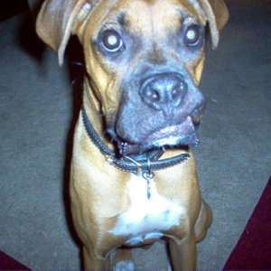 Sickle tooth Sammy