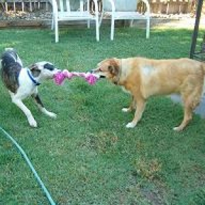 Lady and April playing tug o war