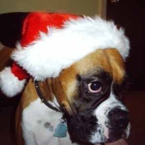 Merry ChristMAX!