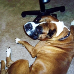 Tuffy
