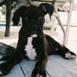 Our pup @ 14 weeks