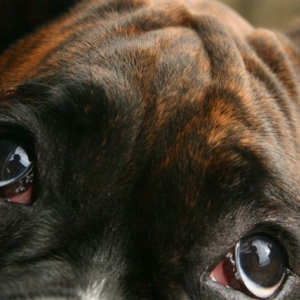 Bashful.....