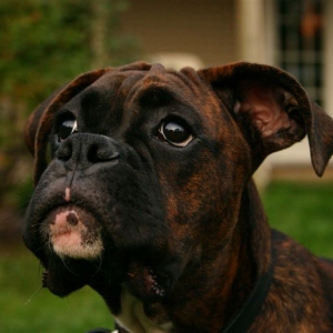 He's growing up, oh so fast.....and those soulful eyes.....