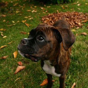 I know what you said dad, but this is what I like do with the leaves.......