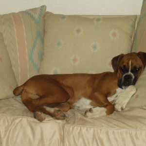Buddy