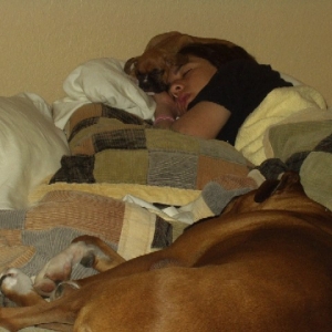 Puppies and their boy