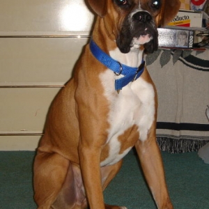 Rocky's 8 month photo
