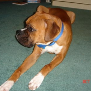 Rocky laying down