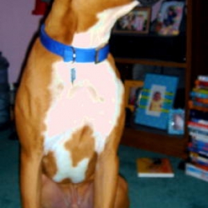 Rocky wondering what he can steal from my dresser