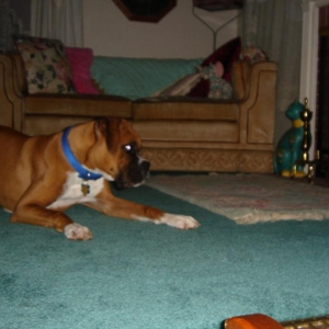 Rocky fixated on his new ball (it got stuck under the chair)