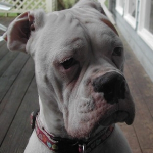 Hank