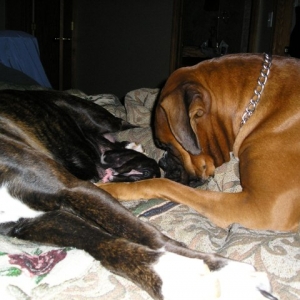Freya's daddy Thor