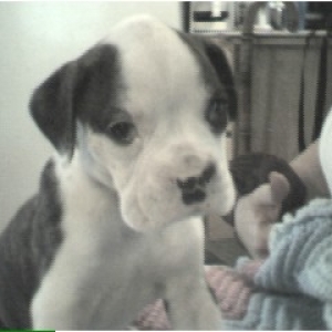 Puppy pic 1