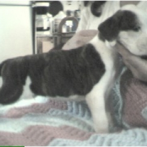 Puppy Pic 2