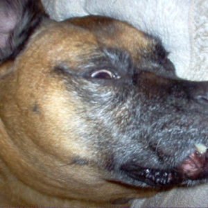 Isis and her Fierce Tooth!
