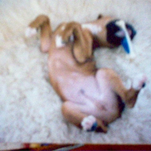 Baby Sammy Playing in True Boxer Style!