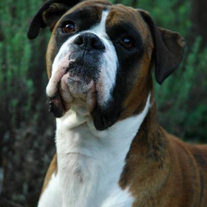 Henri
