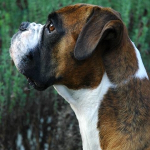 3yo Henri
