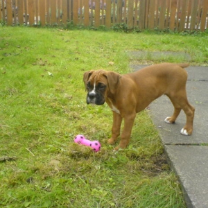 dillon at 10weeks