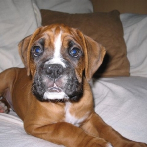 dillon 8 weeks