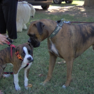 Goldie at the pouch parade